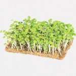 Legeldle Bazsalikom Zöld Mikrozöld csíráztatásra 30g