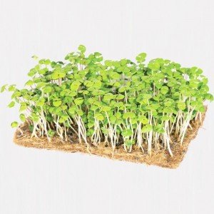 Legeldle Bazsalikom Zöld Mikrozöld csíráztatásra 30g