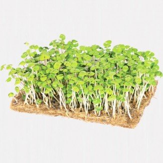 Legeldle Bazsalikom Zöld Mikrozöld csíráztatásra 30g