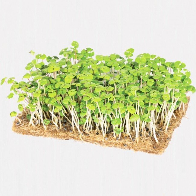 Legeldle Bazsalikom Zöld Mikrozöld csíráztatásra 30g Legeldle Bazsalikom Zöld Mikrozöld csíráztatásra 30g