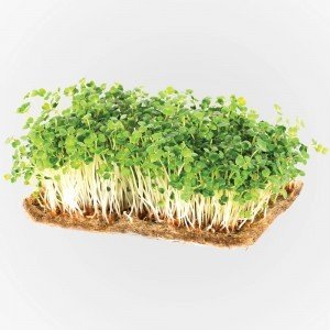 Legeldle Brokkoli Mikrozöld csíráztatásra 50g Legeldle Brokkoli Mikrozöld csíráztatásra 50g