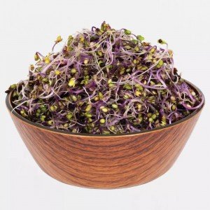 Legeldle Karalábé lila Csíra csíráztatásra 100g Legeldle Karalábé lila Csíra csíráztatásra 100g