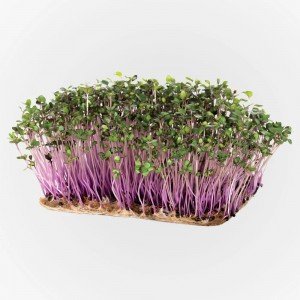 Legeldle Karalábé lila Mikrozöld csíráztatásra 30g