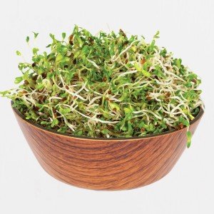 Legeldle Lucerna Csíra csíráztatásra 100g Legeldle Lucerna Csíra csíráztatásra 100g