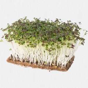 Legeldle Mizuna Vörös Mikrozöld csíráztatásra 30g Legeldle Mizuna Vörös Mikrozöld csíráztatásra 30g