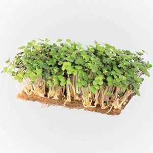 Legeldle Mustár Sárga Mikrozöld csíráztatásra 50g Legeldle Mustár Sárga Mikrozöld csíráztatásra 50g