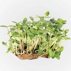 Legeldle Napraforgó Mikrozöld csíráztatásra 100g Legeldle Napraforgó Mikrozöld csíráztatásra 100g