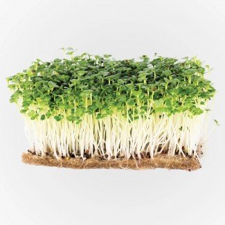 Legeldle Pak Choi Mikrozöld csíráztatásra 30g Legeldle Pak Choi Mikrozöld csíráztatásra 30g