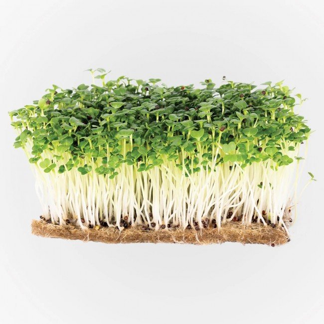 Legeldle Pak Choi Mikrozöld csíráztatásra 30g