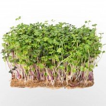 Legeldle Pikáns saláta mix Mikrozöld csíráztatásra 50g