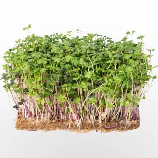 Legeldle Pikáns saláta mix Mikrozöld csíráztatásra 50g Legeldle Pikáns saláta mix Mikrozöld csíráztatásra 50g