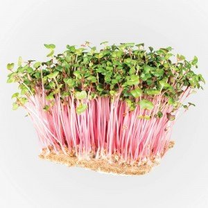 Legeldle Retek China Rose Mikrozöld csíráztatásra 100g Legeldle Retek China Rose Mikrozöld csíráztatásra 100g