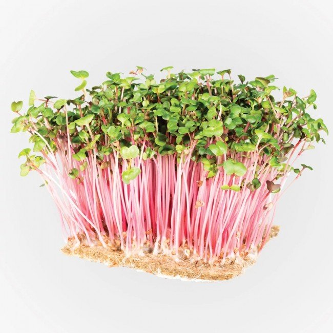 Legeldle Retek China Rose Mikrozöld csíráztatásra 100g