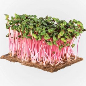 Legeldle Retek Red Coral Mikrozöld csíráztatásra 100g Legeldle Retek Red Coral Mikrozöld csíráztatásra 100g