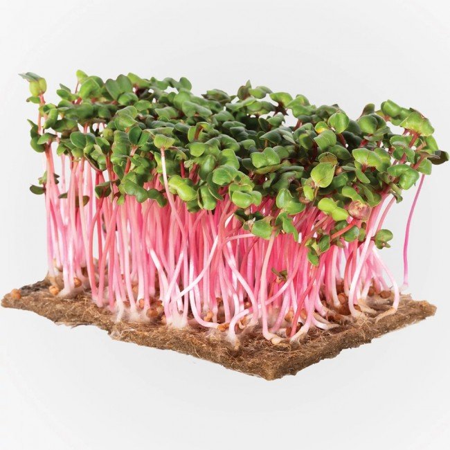 Legeldle Retek Red Coral Mikrozöld csíráztatásra 100g