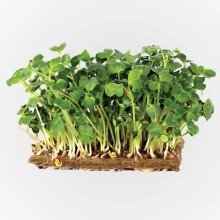 Legeldle Retek Sango Mikrozöld csíráztatásra 50g