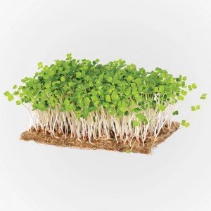 Legeldle Rukkola Mikrozöld csíráztatásra 50g Legeldle Rukkola Mikrozöld csíráztatásra 50g