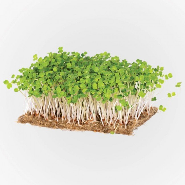 Legeldle Rukkola Mikrozöld csíráztatásra 50g