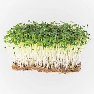 Legeldle Tatsoi Mikrozöld csíráztatásra 30g Legeldle Tatsoi Mikrozöld csíráztatásra 30g