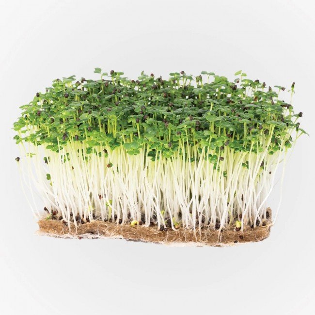 Legeldle Tatsoi Mikrozöld csíráztatásra 30g
