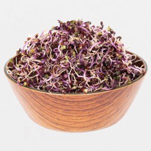 Legeldle Vöröskáposzta Csíra csíráztatásra 100g Legeldle Vöröskáposzta Csíra csíráztatásra 100g