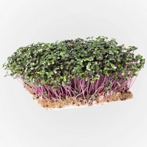 Legeldle Vöröskáposzta Mikrozöld csíráztatásra 50g Legeldle Vöröskáposzta Mikrozöld csíráztatásra 50g