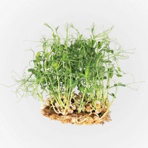 Legeldle Zöldborsó Mikrozöld csíráztatásra 100g Legeldle Zöldborsó Mikrozöld csíráztatásra 100g