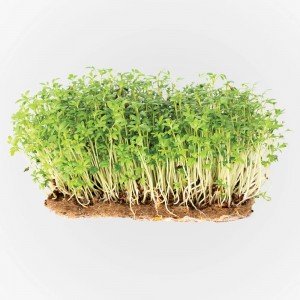 Legeldle Zsázsa Mikrozöld csíráztatásra 50g Legeldle Zsázsa Mikrozöld csíráztatásra 50g