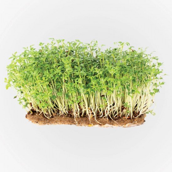 Legeldle Zsázsa Mikrozöld csíráztatásra 50g