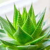 Aloe Vera termékek termékek