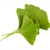 Ginkgo biloba termékek