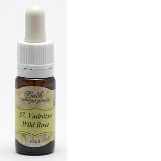 Bach virágeszencia vadrózsa 10ml